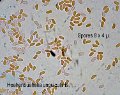 Hohenbuehelia unguicularis-amf1470-spores